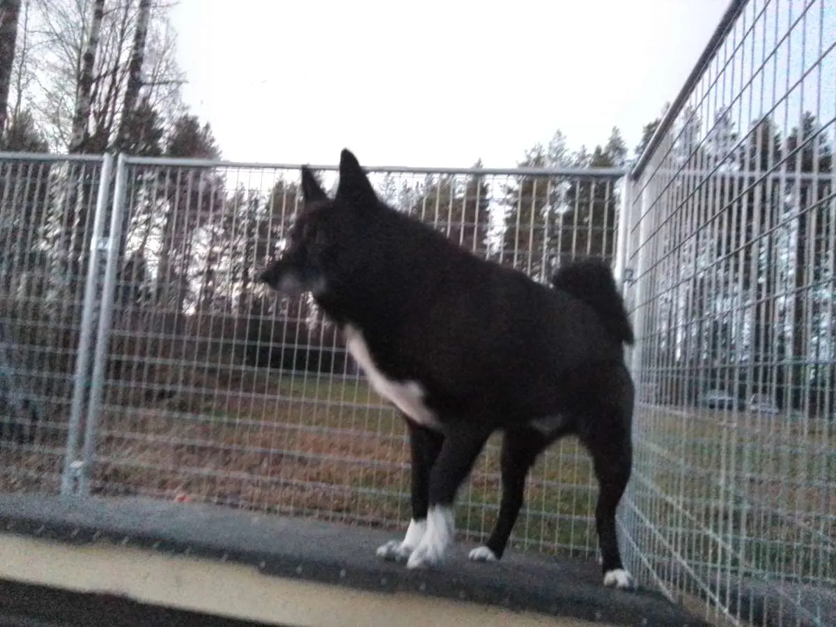 Kuvassa: Tr.peräkärryn 15