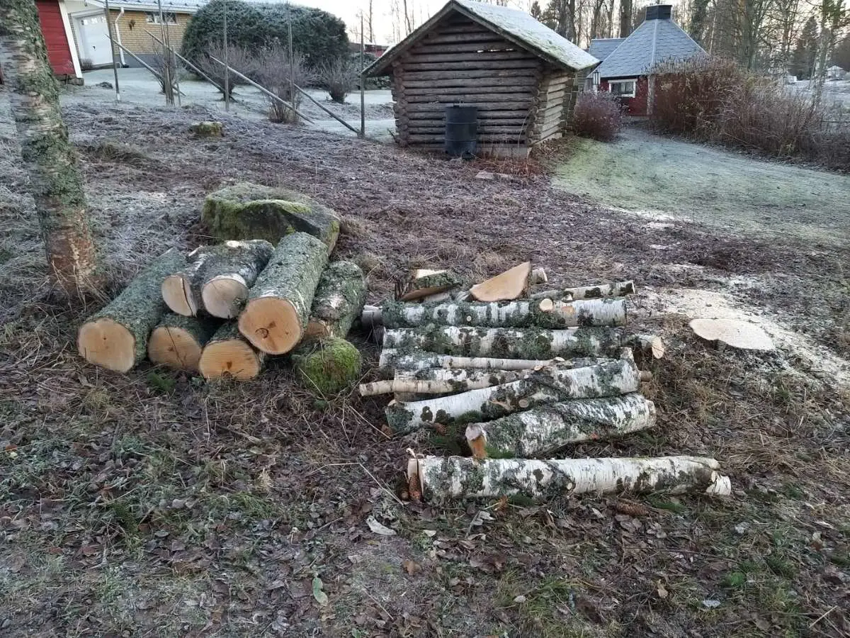 Kuvassa: Koivun runko noin metrin paloina