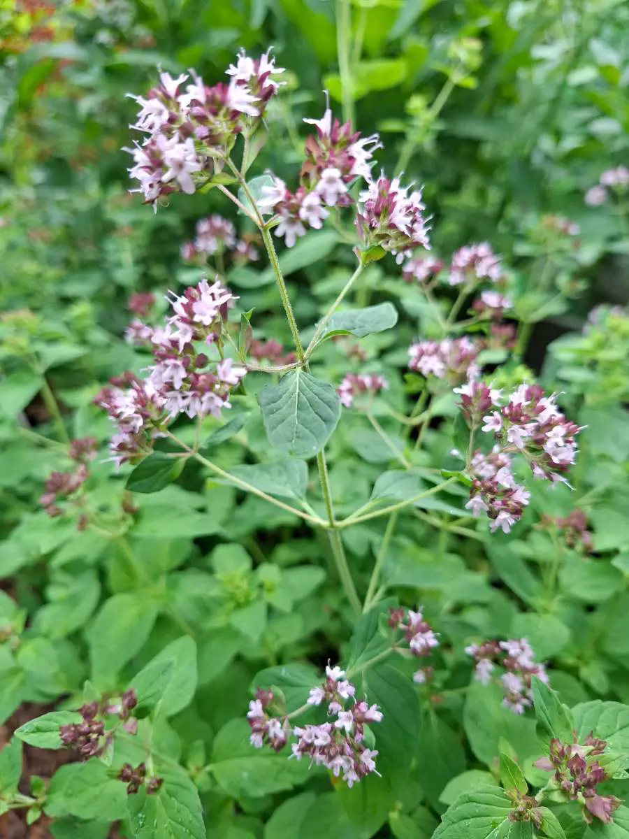 Kuvassa: Perennoja