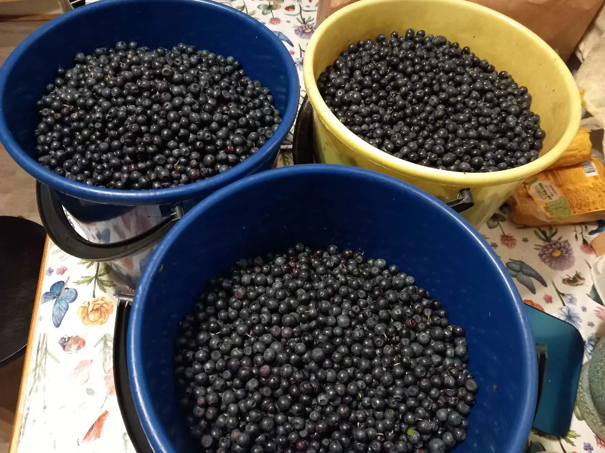 Kuvassa: Mustikka
