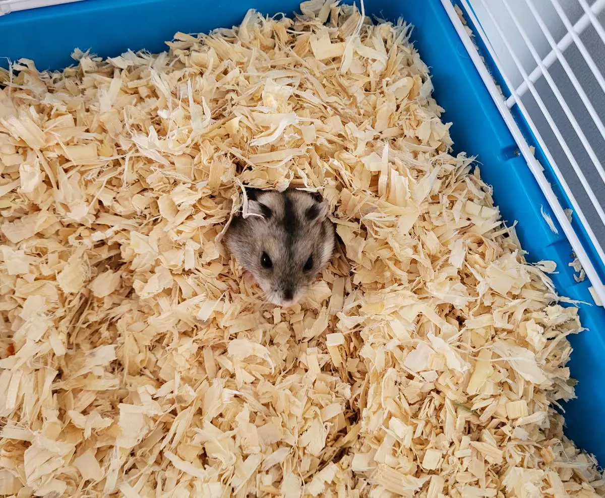 Kuvassa: Hei!