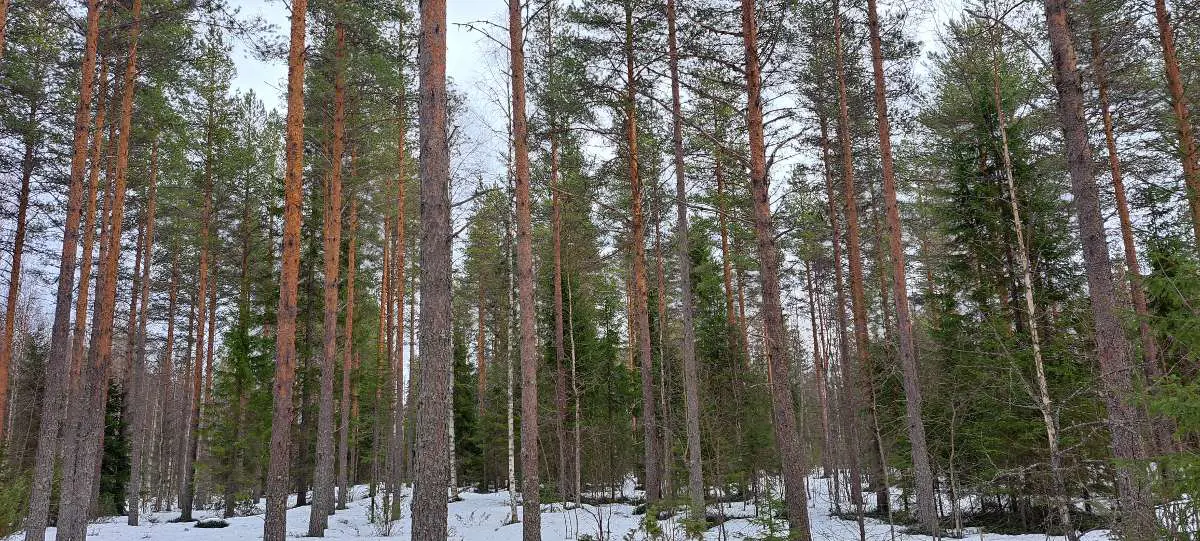 Kuvassa: Ostetaan metsää