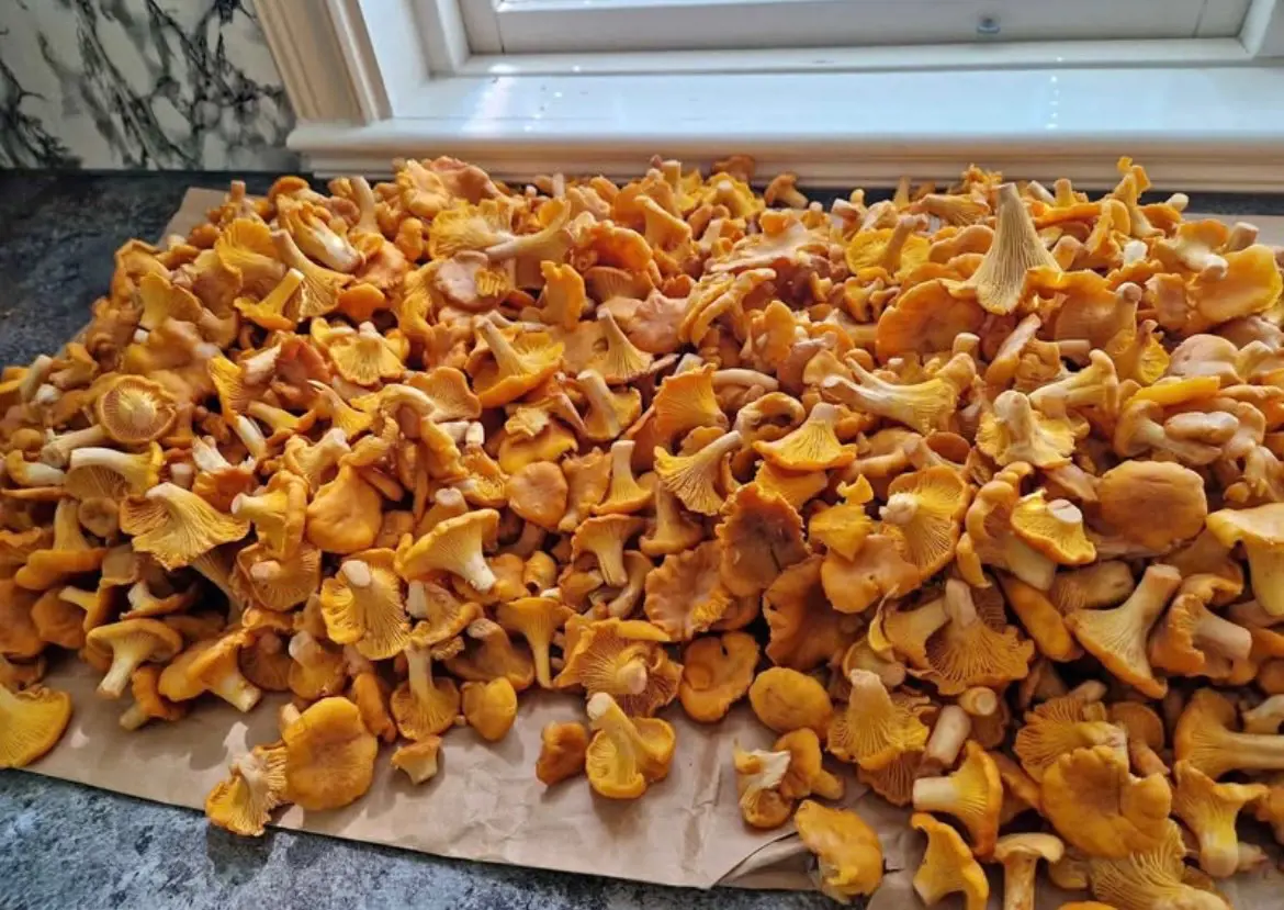 Kuvassa: Kanttarellia