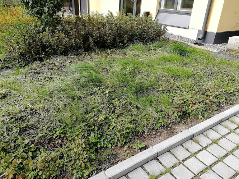 Hortonomi Heidi Kiuru muistuttaa, että perennamatoista ja perennavaltaisista alueista kannattaa huolehtia hyvin, jotta nurmikko ja muut rikkakasvit eivät valtaa aluetta kuten kuvan tapauksessa on käynyt. Kuva: Viherympäristöliitto.