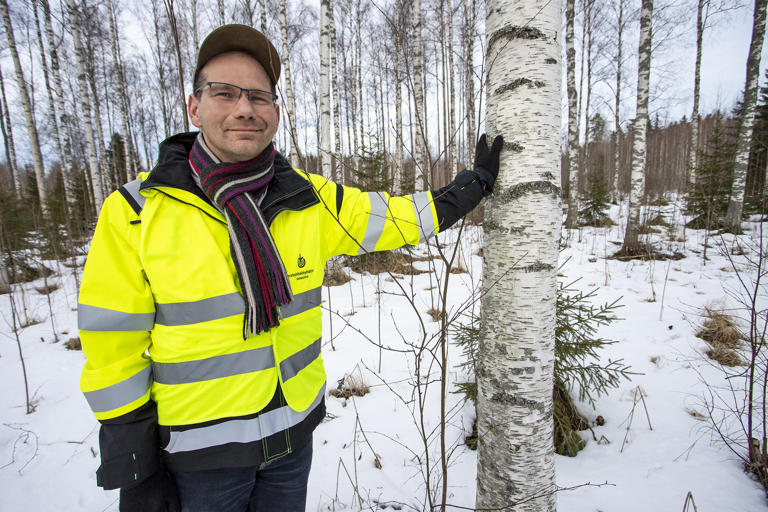 Metsäasiantuntija Jarkko Miikan toimenkuvaan kuuluu muun muassa puunkorjuun suunnittelu. –Puhtaan koivikon avohakkuu on melko harvinaista. Tähän metsään on hakkuukone tulossa lähiaikoina. Kuva: Sari Mäkelä