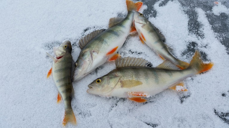 Suurimman henkilökohtaisen saaliin, 2 470 grammaa, pilkki Timo Musakka Metsästysseura Ilosta. Kuvituskuva: Pixabay