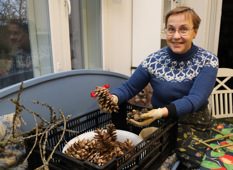 Heli Vinha on kerännyt laatikollisen erikokoisia käpyjä ja lehtikuusen oksia. Niitä voi käyttää erilaisten havutöiden koristelussa tai kävyistä voi tehdä vaikkapa köynnöksen, johon laittaa valosarjan. –Havutöitä tekevän pitää kuitenkin muistaa, että toisen maalta ei saa ottaa kuin tuulen pudottamia oksia ja käpyjä. Havujen, pajunoksien, sammalen ja jäkälien ottamiseen tarvitaan maanomistajan lupa.