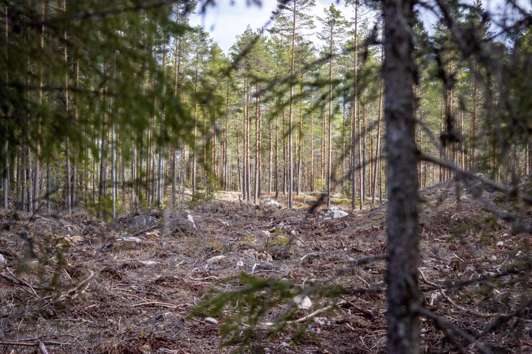 Arkistokuva: Mikko Perttunen