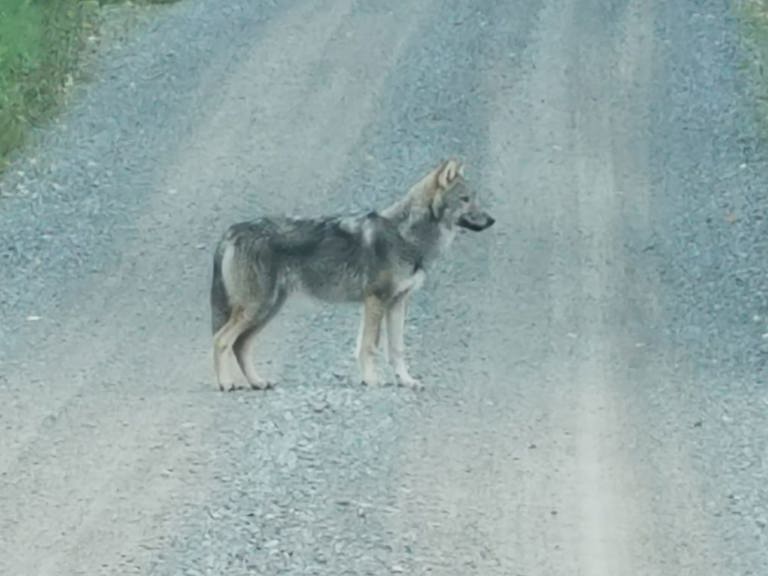 Viikonlopun havainnot tukivat käsitystä, jonka mukaan Halkivahan ja Liitsolan alueelle on syntynyt uusi susilauma. Lauma ulottaa kulkunsa välillä myös Huittisten ja Sastamalan puolelle. Kuvan susi ylitti tien Liitsolan ja Halkivahan rajamailla viime syyskuussa.