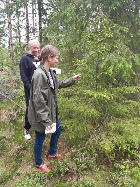 Kuusenkerkkiä tutkimassa Kaija-Leena Hyrkäs (vas.) ja Elina Ala-Hannula. Kuva: Janita Kylänpää