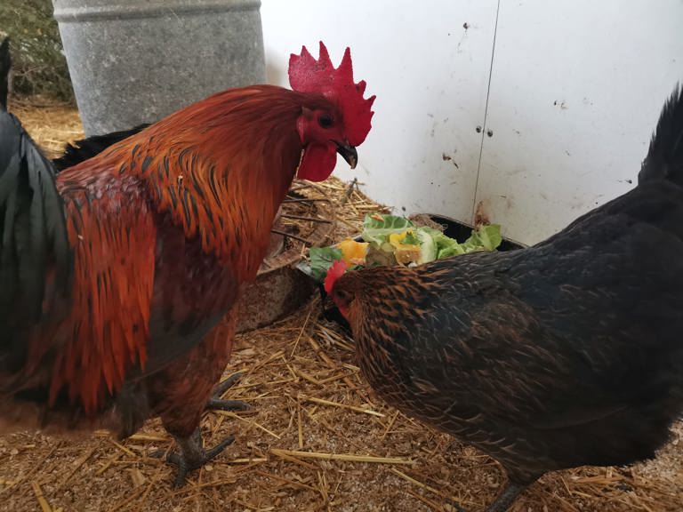 Tuotantoeläimiä löytyy maatiloilta yhä harvemmin. Kuvassa ruokailevat Piikkiön kantaa olevat suomalaiset maatiaiskanat.