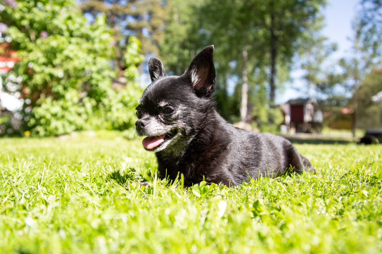 Kikka viihtyy nurmikolla, sillä siinä sen on helppo juoksennella. Välillä nurmikko tosin maistuu hieman liikaakin.