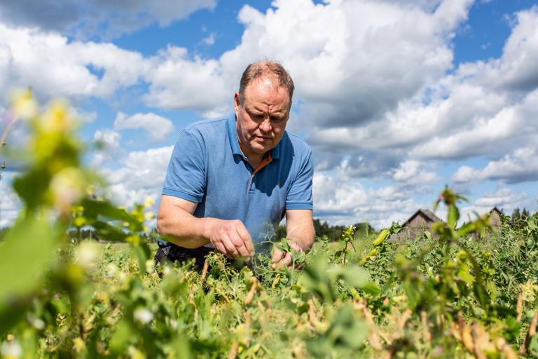 Seppo Pietilä kertoo, että herne on haastava kasvi, ja takapakkejakin on ollut. Nimenomaan sääherkkyys sadonkorjuun aikana koettelee välillä hermoja. Kuvat: Mikko Perttunen