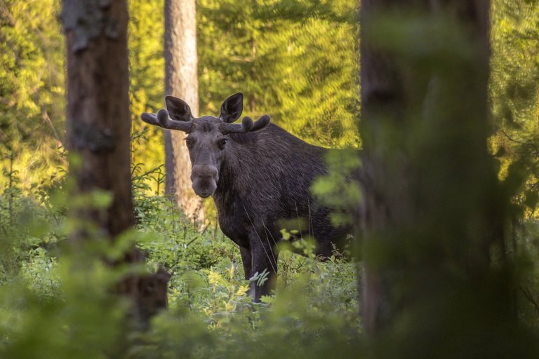 Hirviporukat lähtevät liikkeelle viikonloppuna. Kuva: Erik Karits