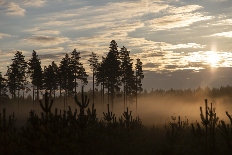 Puulle on tällä hetkellä Satakunnassa hyvä kysyntä. Metsä
Groupin lanseeraama uusi hinnoittelumalli helpottaa parhaimmillaan niin myyjän
kuin ostajan kaupantekoa. Kuva: Mikko Perttunen