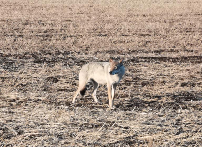Tämä susi kuvattiin keväällä, eikä liity Rekikosken tapaukseen. Kuva Heli Lehtelä